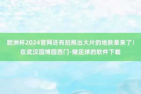 欧洲杯2024官网还有拍照出大片的地肤草来了！在武汉园博园西门-赌足球的软件下载